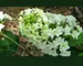 Hydrangea Gatsby Star