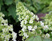 Hydrangea Gatsby Star