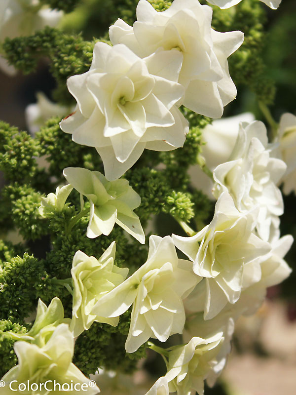 Hydrangea Gatsby Star | Bluestone Perennials
