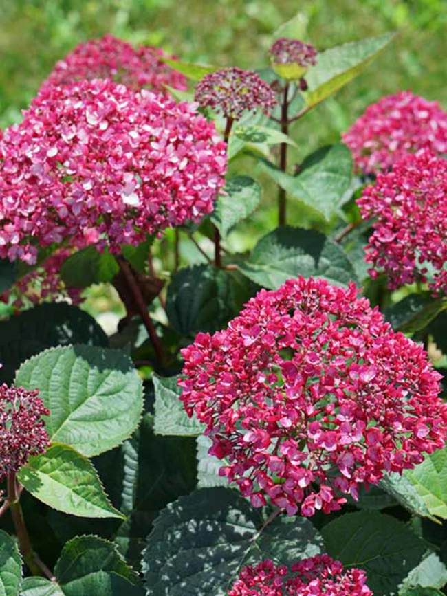 Hydrangea Invincibelle Garnetta