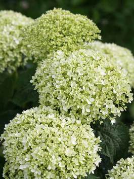 Invincibelle Spirit Hydrangea