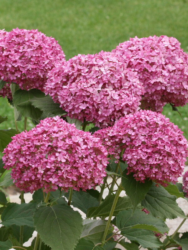 Hydrangea Invincibelle Mini Mauvette