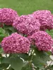 Hydrangea Invincibelle Mini Mauvette