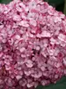 Hydrangea Invincibelle Mini Mauvette