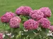 Hydrangea Invincibelle Mini Mauvette