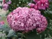 Hydrangea Invincibelle Mini Mauvette