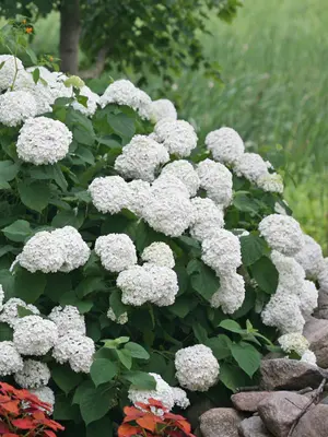 Link to Hydrangea Incrediball&reg;		