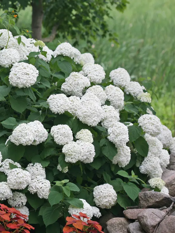 Hydrangea Incrediball	