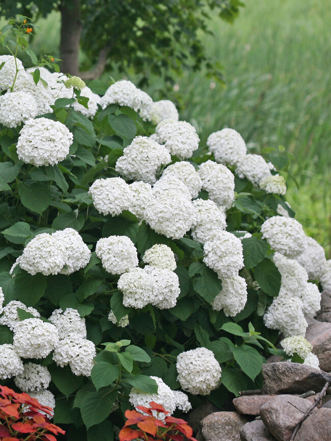 Hydrangea Incrediball	