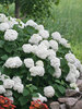 Hydrangea Incrediball	