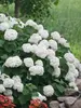 Hydrangea Incrediball	