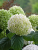 Hydrangea Incrediball	