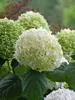 Hydrangea Incrediball	