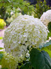 Hydrangea Incrediball	