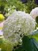 Hydrangea Incrediball	
