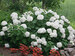 Hydrangea Incrediball	