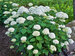 Hydrangea Incrediball	