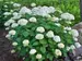 Hydrangea Incrediball	