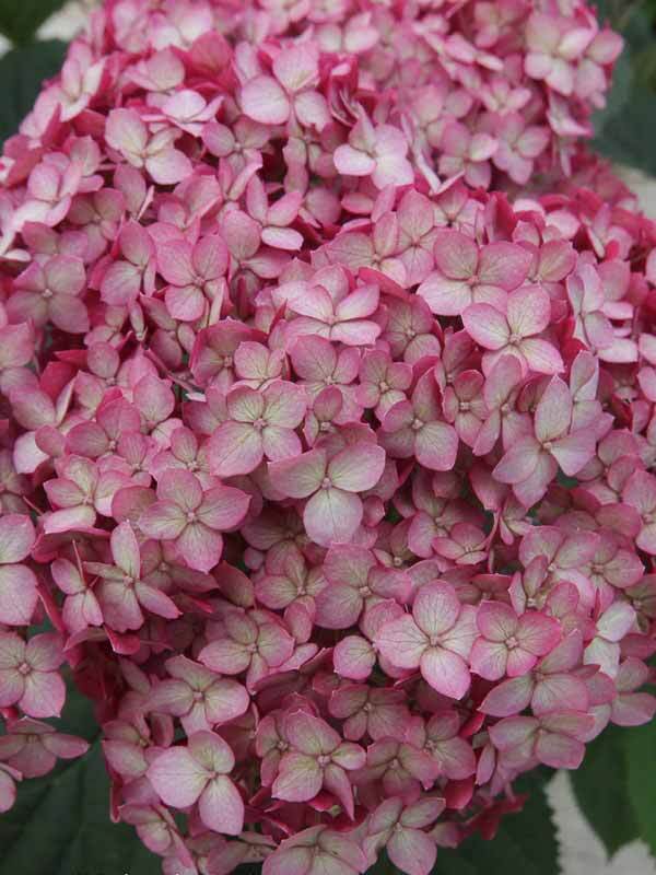 Hydrangea Invincibelle Ruby