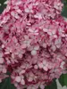 Hydrangea Invincibelle Ruby