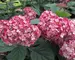 Hydrangea Invincibelle Ruby