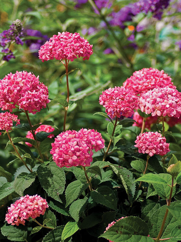 Hydrangea Invincibelle-Spirit