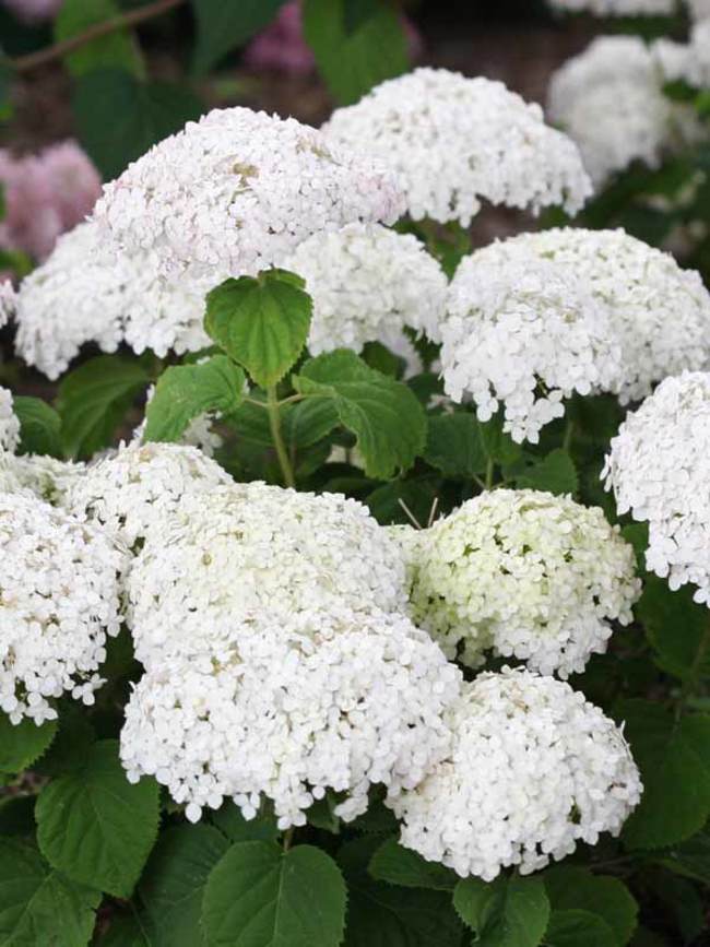 Hydrangea Invincibelle Wee White