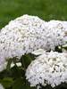 Hydrangea Invincibelle Wee White