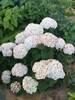 Hydrangea Invincibelle Wee White