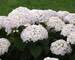 Hydrangea Invincibelle Wee White