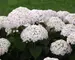 Hydrangea Invincibelle Wee White