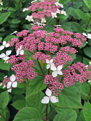 Image of Invincibelle hydrangea cluster