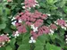 Hydrangea Invincibelle Lace