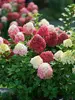 Hydrangea Little Lime Punch