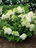 Hydrangea Little Lime Punch