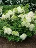 Hydrangea Little Lime Punch