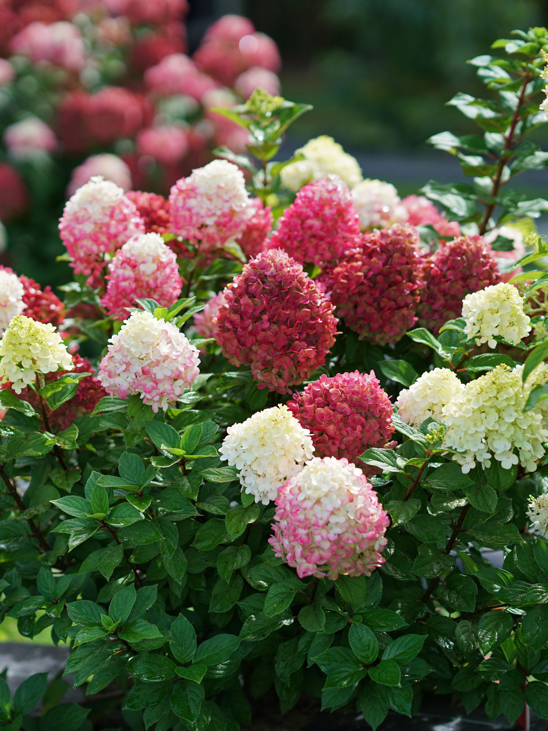 Hydrangea Little Lime Punch | Bluestone Perennials