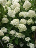 Hydrangea Limelight