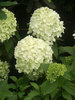 Hydrangea Limelight