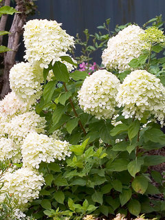 Hydrangea