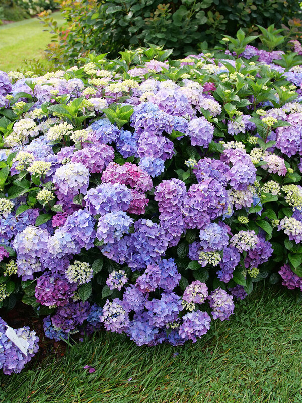 Hydrangea Let's Dance Loveable