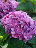 Hydrangea Let's Dance Loveable