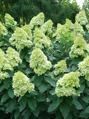 Link to Hydrangea Limelight Prime&reg;