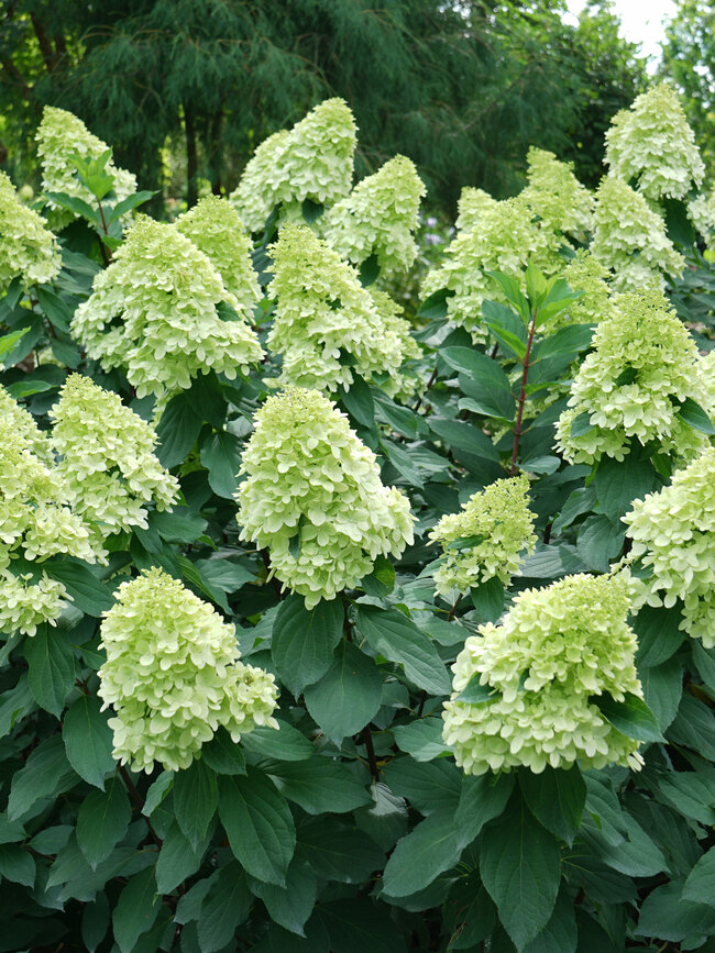 Hydrangea Limelight Prime