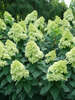 Hydrangea Limelight Prime