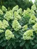 Hydrangea Limelight Prime