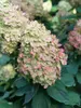Hydrangea Limelight Prime