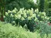 Hydrangea Limelight Prime