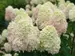 Hydrangea Limelight Prime