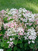 Hydrangea Little Quick Fire